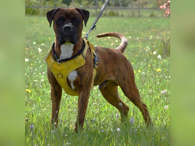 "Buddy", männlich, Boxermix, geb. 02.08.21, 60 cm