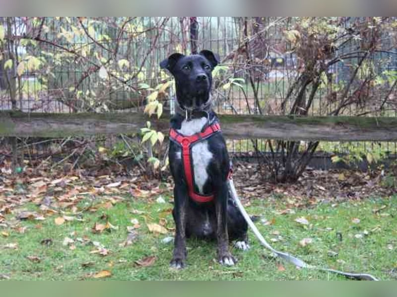 Mogli, Boxer-Schäferhund-Mix, geb. 2023, ein selbstbewusster, lebensfroher Kerl, der seine Menschen