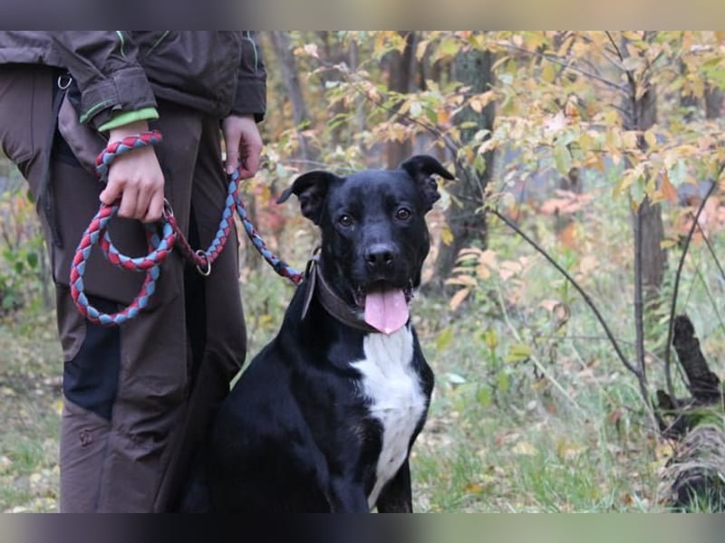 Boxer-Doggen-Belgier-Mix, männlich, kastriert, geb. ca. 2023, schwarz-braun mit weißen Abzeichen