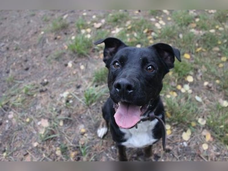 Boxer-Doggen-Belgier-Mix, männlich, kastriert, geb. ca. 2023, schwarz-braun mit weißen Abzeichen