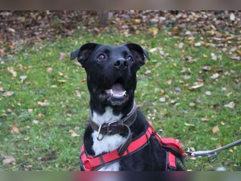 Mogli, Boxer-Schäferhund-Mix, geb. 2023, ein selbstbewusster, lebensfroher Kerl, der seine Menschen