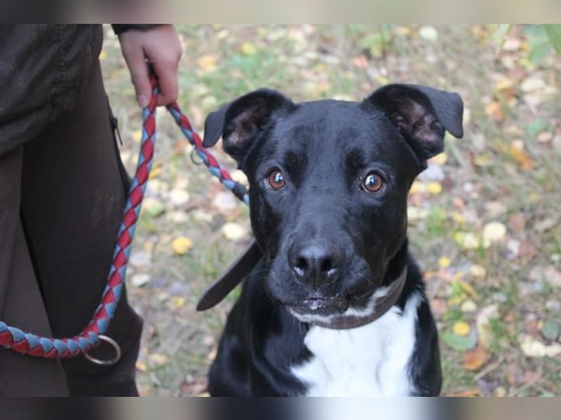 Boxer-Doggen-Belgier-Mix, männlich, kastriert, geb. ca. 2023, schwarz-braun mit weißen Abzeichen