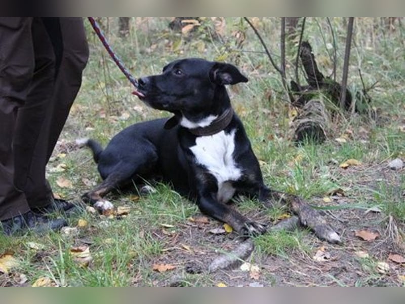 Boxer-Doggen-Belgier-Mix, männlich, kastriert, geb. ca. 2023, schwarz-braun mit weißen Abzeichen