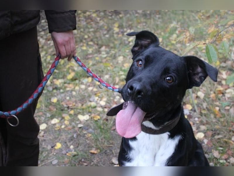 Boxer-Doggen-Belgier-Mix, männlich, kastriert, geb. ca. 2023, schwarz-braun mit weißen Abzeichen