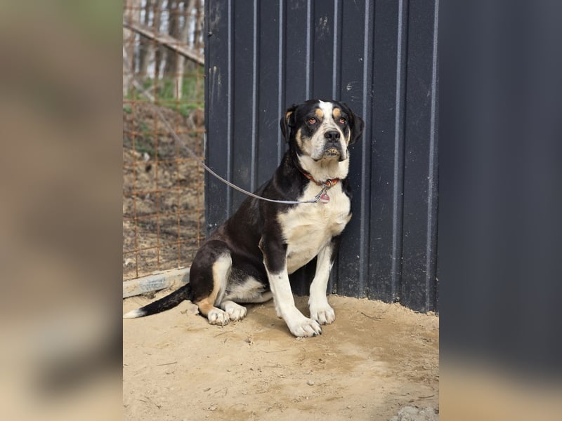 Vilma-BE, sucht einen sicheren Hafen!