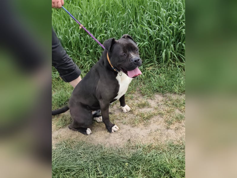 Bonnie, geboren 01.01.2023, 57cm sucht ihr Zuhause