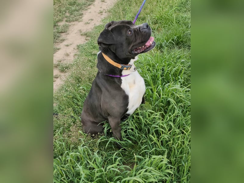 Bonnie, geboren 01.01.2023, 57cm sucht ihr Zuhause