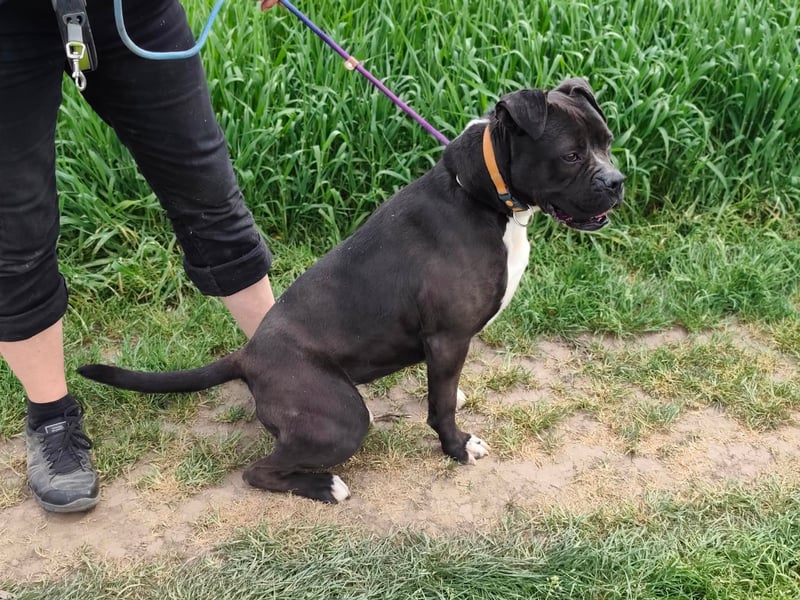 Bonnie, geb. 01.2023, 57cm sucht ihr Zuhause