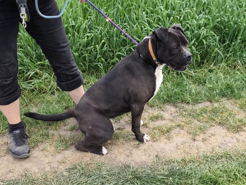 Bonnie, geboren 01.01.2023, 57cm sucht ihr Zuhause