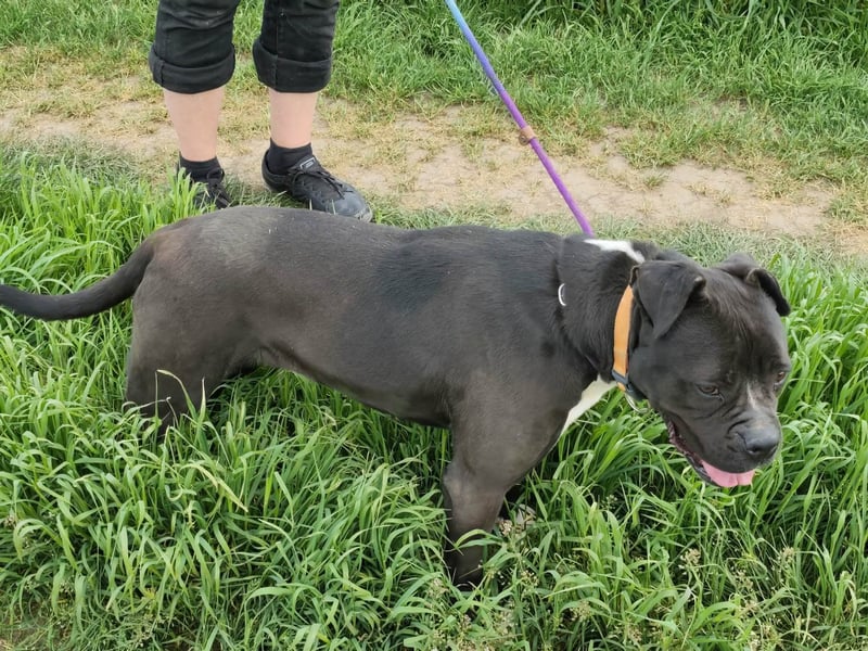 Bonnie, geboren 01.01.2023, 57cm sucht ihr Zuhause