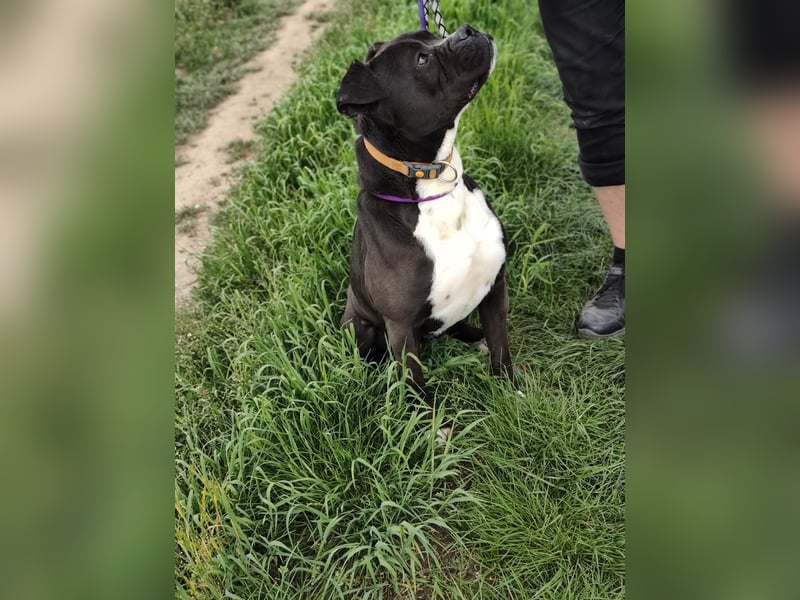 Bonnie, geboren 01.01.2023, 57cm sucht ihr Zuhause