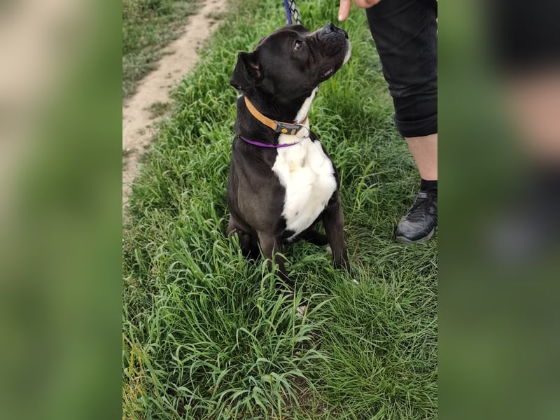 Bonnie, geboren 01.01.2023, 57cm sucht ihr Zuhause