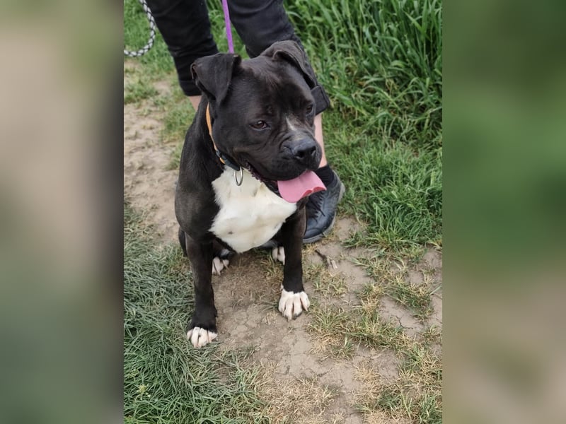 Bonnie, geboren 01.01.2023, 57cm sucht ihr Zuhause