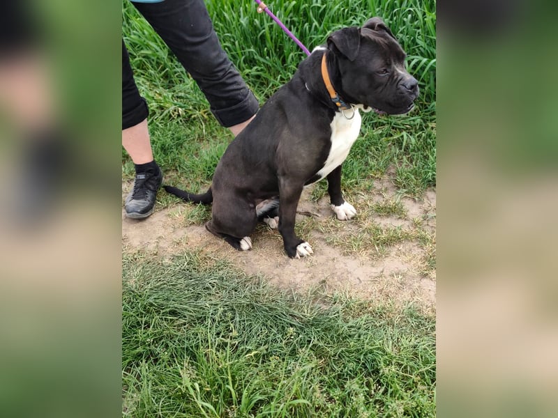 Bonnie, geb. 01.2023, 57cm sucht ihr Zuhause