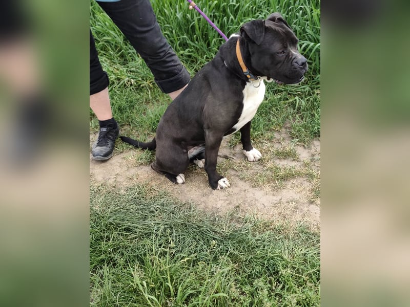 Bonnie, geboren 01.01.2023, 57cm sucht ihr Zuhause