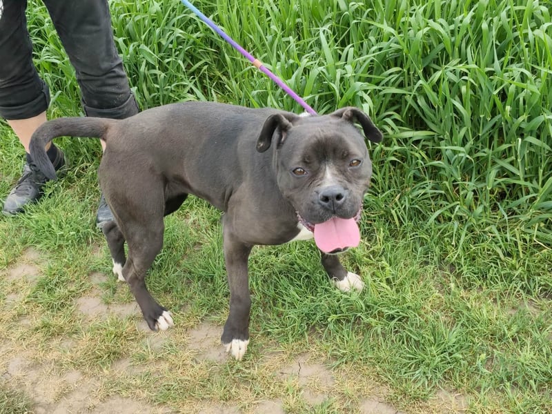 Bonnie, geboren 01.01.2023, 57cm sucht ihr Zuhause