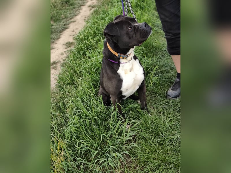 Bonnie, geboren 01.01.2023, 57cm sucht ihr Zuhause