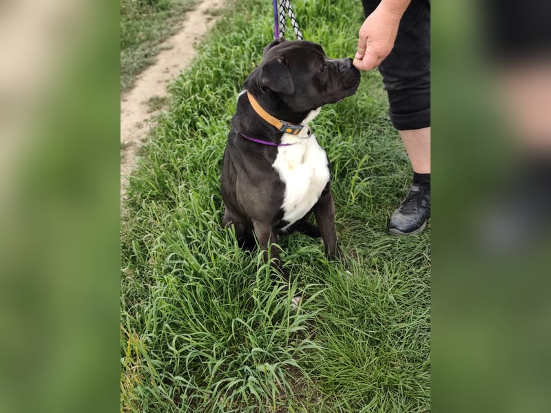 Bonnie, geboren 01.01.2023, 57cm sucht ihr Zuhause