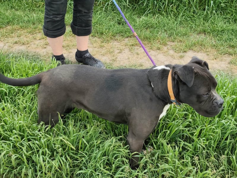 Bonnie, geboren 01.01.2023, 57cm sucht ihr Zuhause