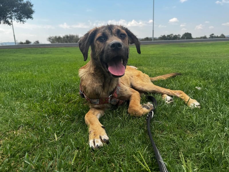 Luca: Sehnsucht nach Streichelhänden