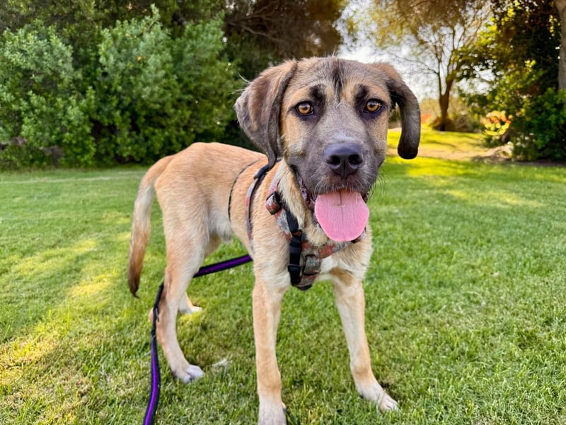 Luca: Sehnsucht nach Streichelhänden