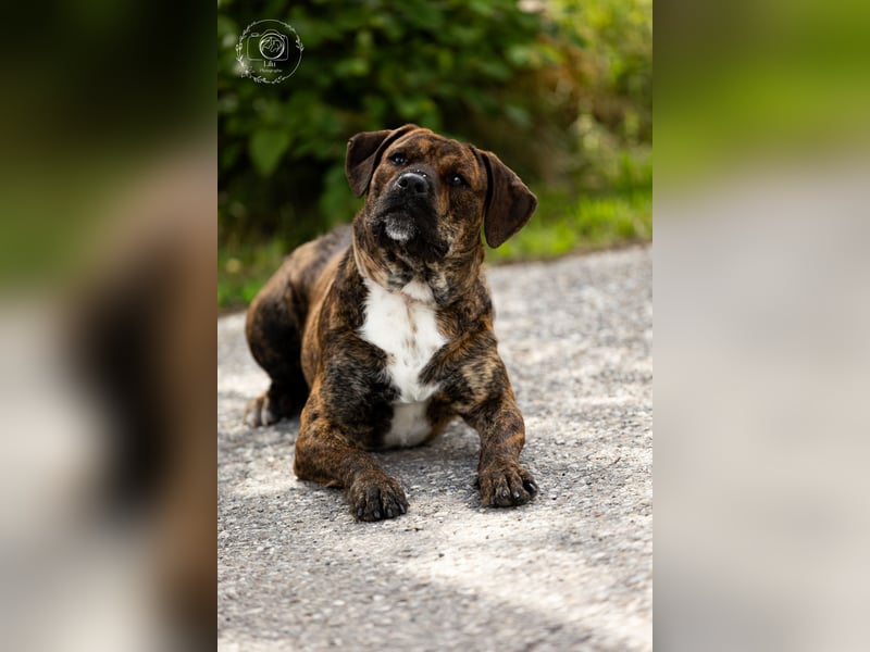 Zeus sucht ein neues Zuhause