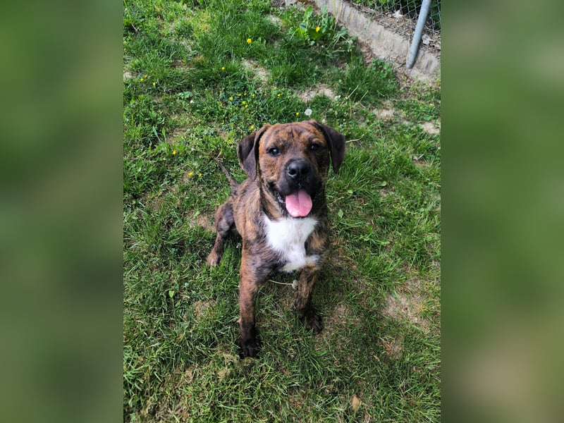 Zeus sucht ein neues Zuhause