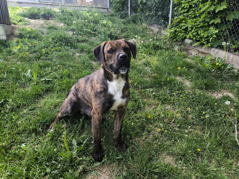 Zeus sucht ein neues Zuhause
