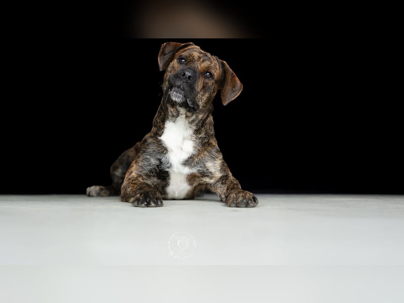 Zeus sucht ein neues Zuhause
