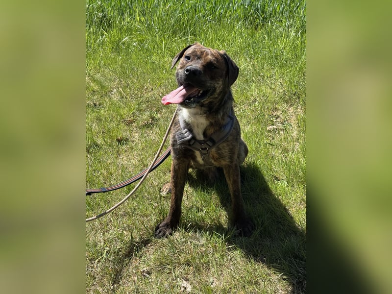 Zeus sucht ein neues Zuhause