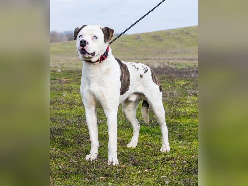 Boldizsar SI - sensibel, vorsichtig