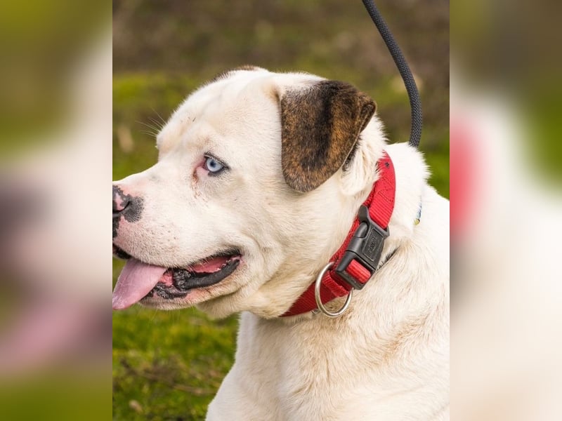 Boldizsar SI - sensibel, vorsichtig