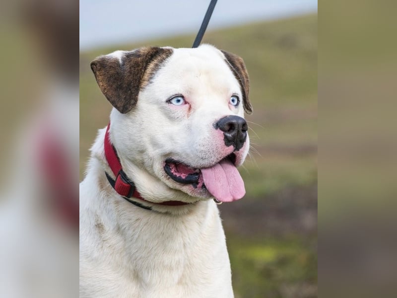 Boldizsar SI - sensibel, vorsichtig