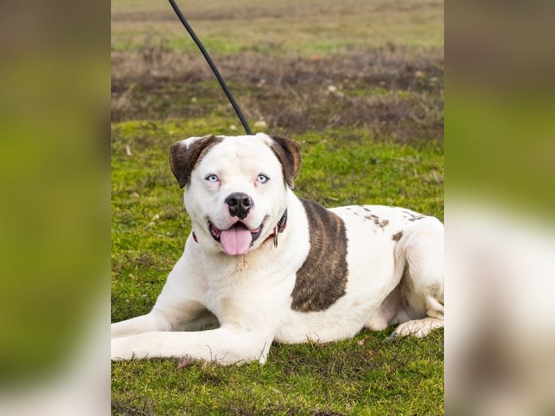 Boldizsar SI - sensibel, vorsichtig