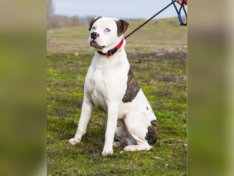 Boldizsar SI - sensibel, vorsichtig