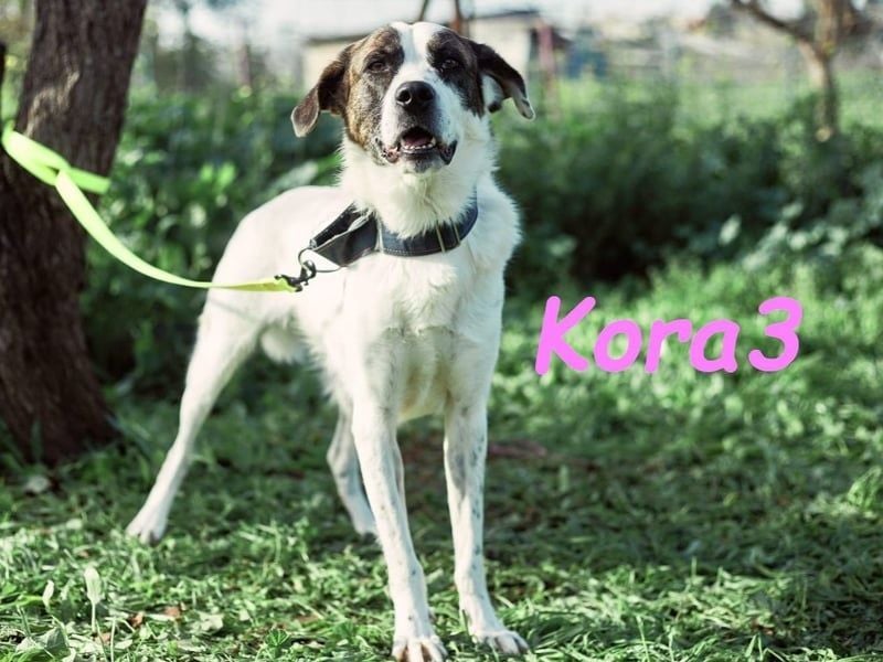 Kora3 geb. 08/2019 (ESP) - verspielte und kluge Boxer Mix Hündin! Kora3 geb. 08/2019 (ESP) - verspielte und kluge Boxer Mix Hündin!