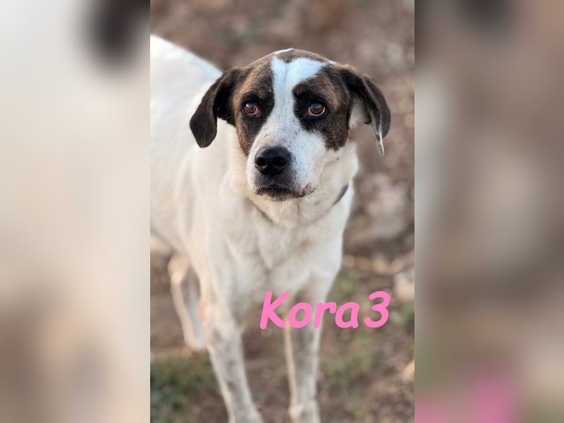 Kora3 geb. 08/2019 (ESP) - verspielte und kluge Boxer Mix Hündin!