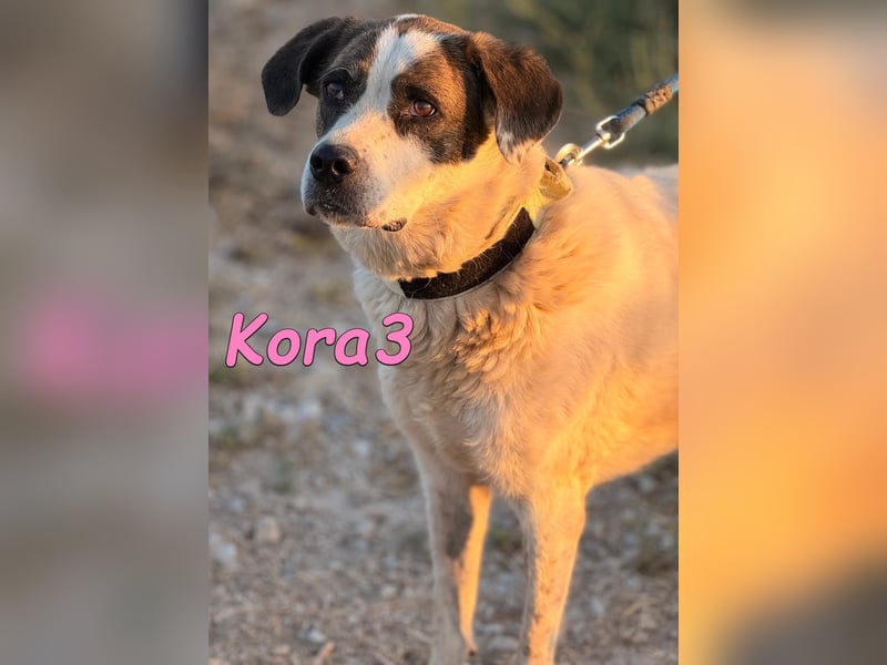 Kora3 geb. 08/2019 (ESP) - verspielte und kluge Boxer Mix Hündin!