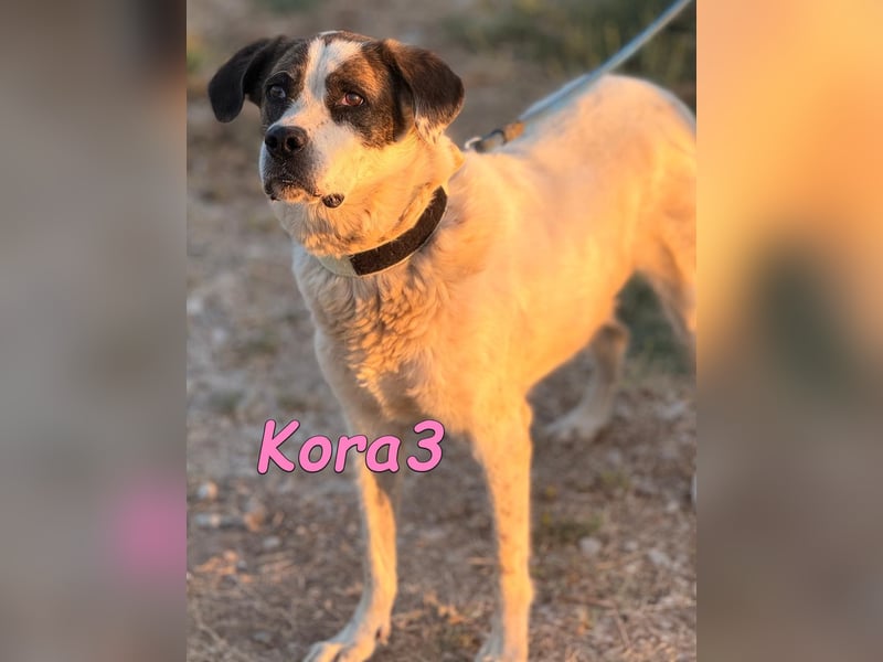 Kora3 geb. 08/2019 (ESP) - verspielte und kluge Boxer Mix Hündin!