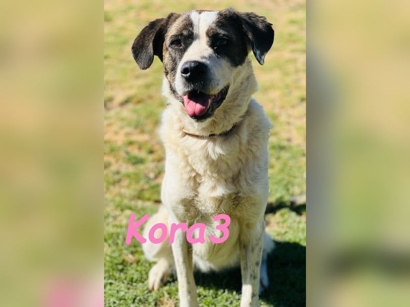Kora3 geb. 08/2019 (ESP) - verspielte und kluge Boxer Mix Hündin!