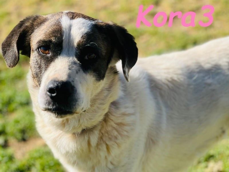 Kora3 geb. 08/2019 (ESP) - verspielte und kluge Boxer Mix Hündin!