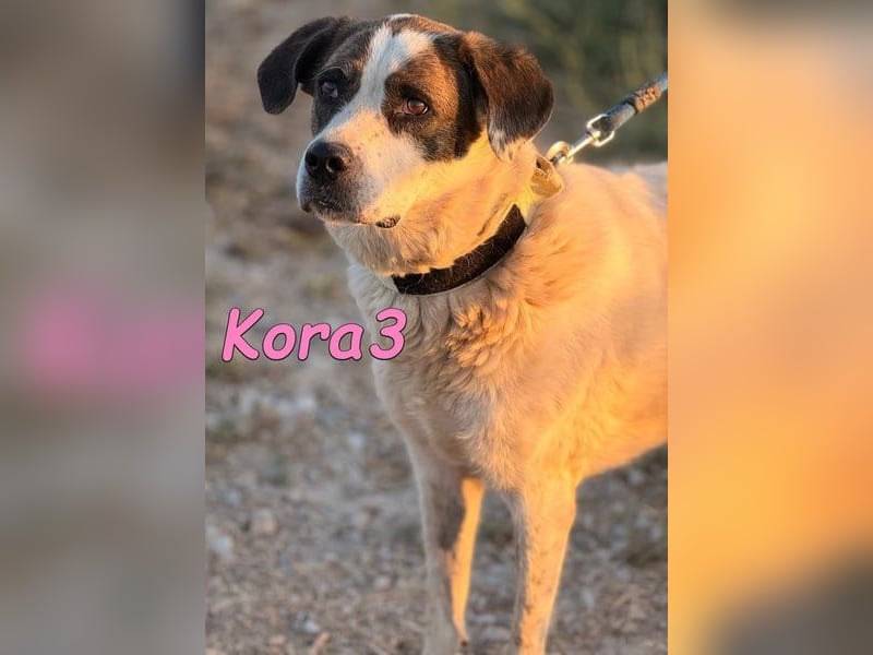 Kora3 geb. 08/2019 (ESP) - verspielte und kluge Boxer Mix Hündin!