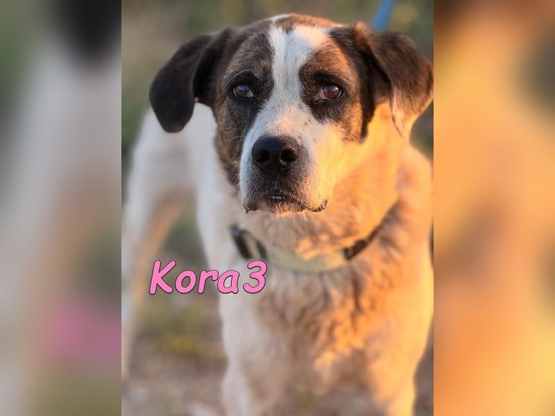 Kora3 geb. 08/2019 (ESP) - verspielte und kluge Boxer Mix Hündin!