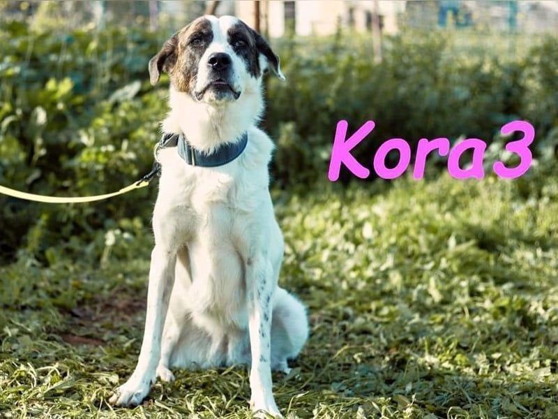 Kora3 geb. 08/2019 (ESP) - verspielte und kluge Boxer Mix Hündin!