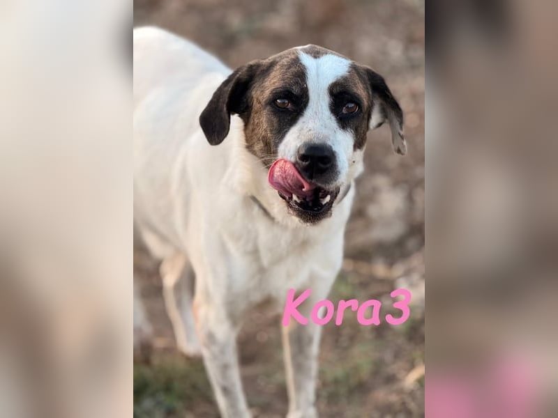 Kora3 geb. 08/2019 (ESP) - verspielte und kluge Boxer Mix Hündin!