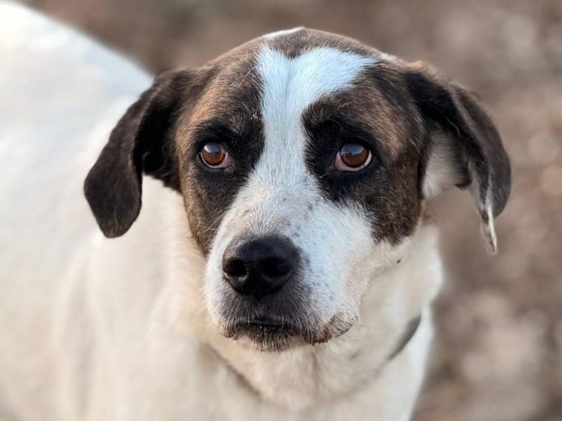 Kora3 geb. 08/2019 (ESP) - verspielte und kluge Boxer Mix Hündin!