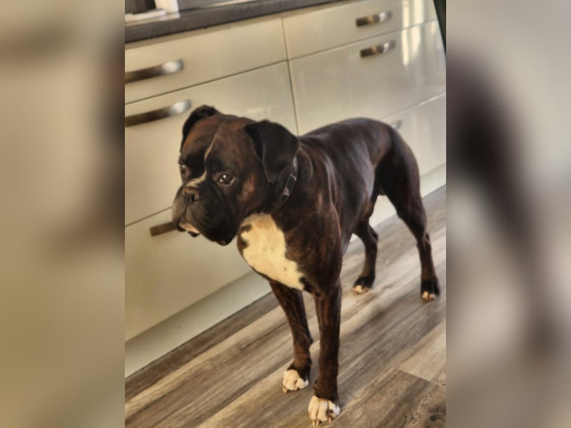 Boxer Deckrüde