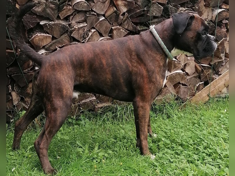 Boxer Deckrüde