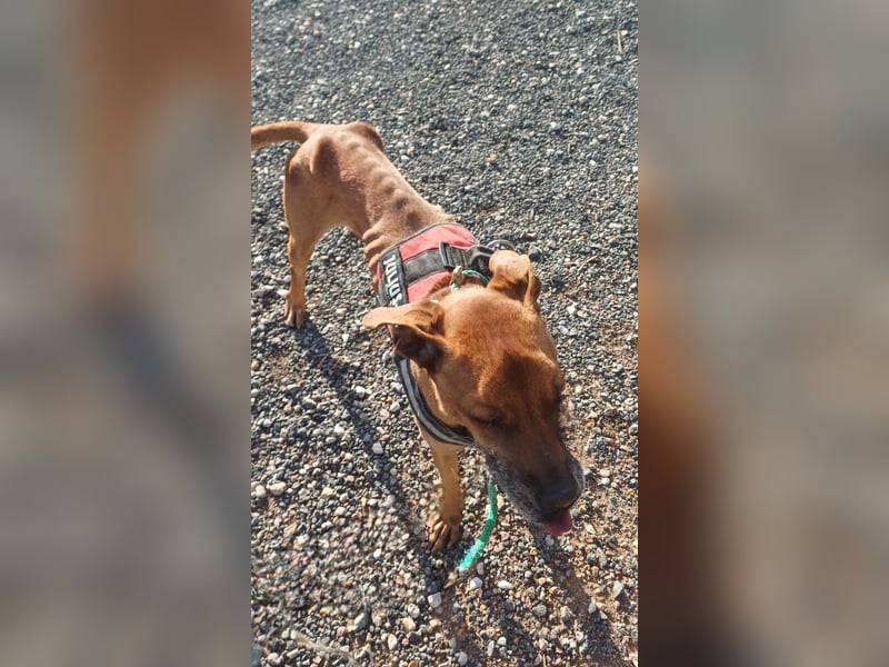 Bastar gibt sich auf!