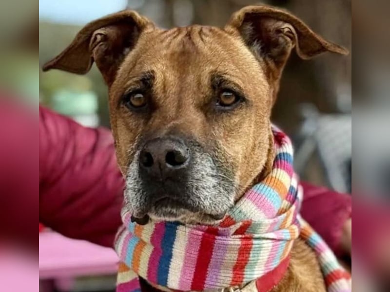 Bastar gibt sich auf!